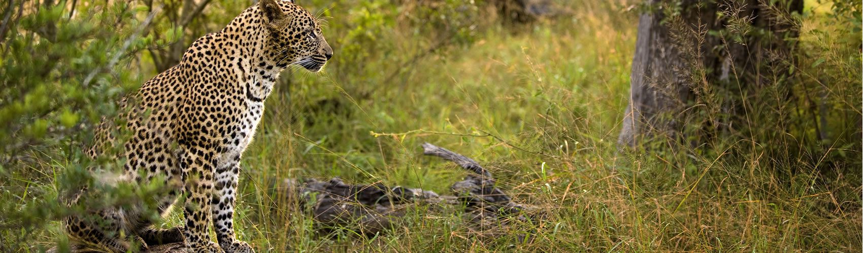 Lion Sands Leopard