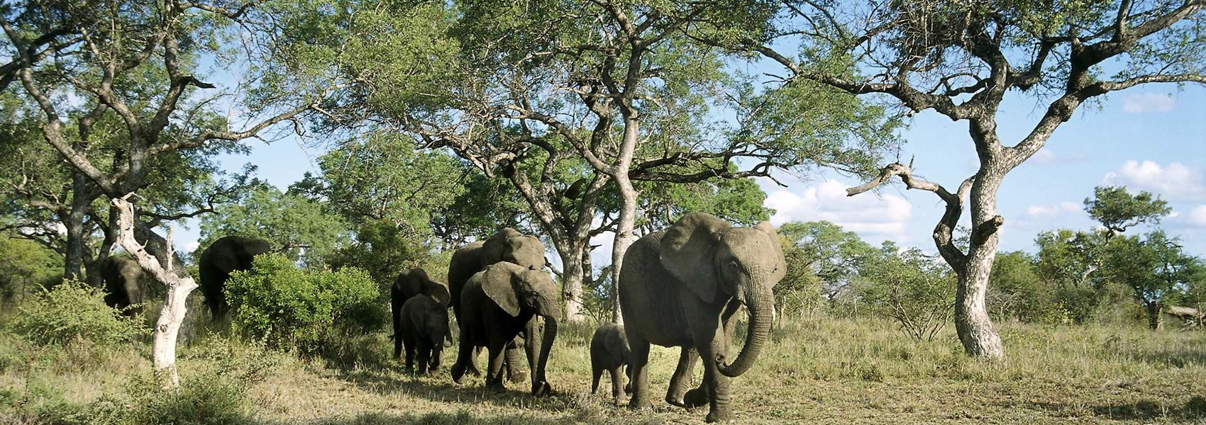 Thornybush Game Reserve L Contact Travel Consultants Africa Now!