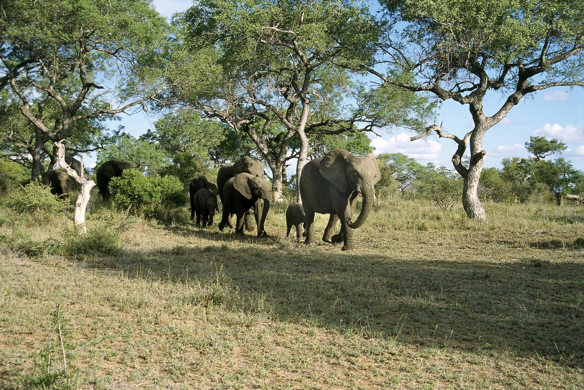 Thornybush Private Game Reserve - Kruger National Park | African Travel ...