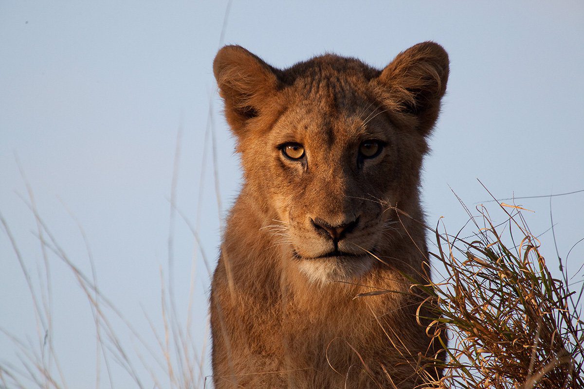 Chitwa Chitwa Safari Lodge 15