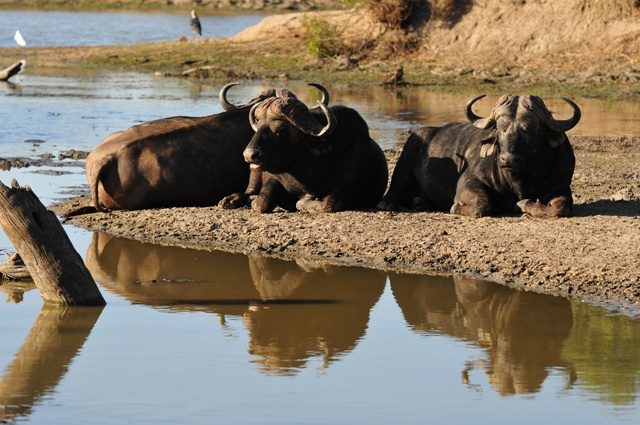 inyati game lodge sabi sands 36