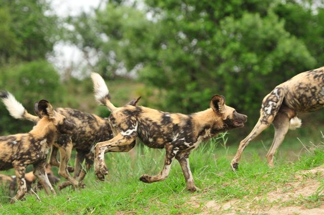 inyati game lodge sabi sands 48