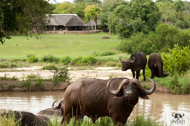 inyati game lodge sabi sands 55