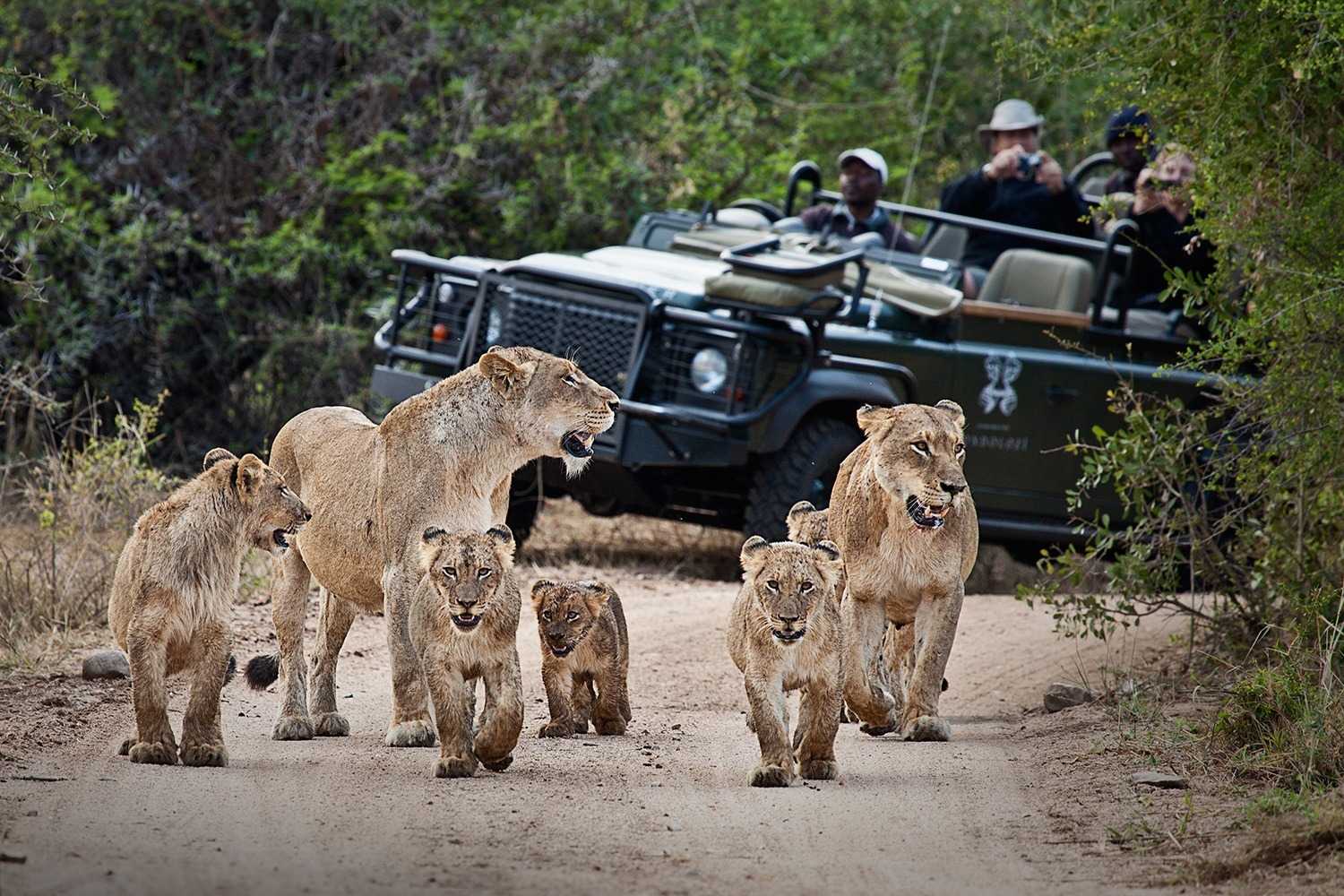 Londolozi Game Reserve Images 16