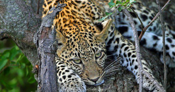 Londolozi Game Reserve Images 31