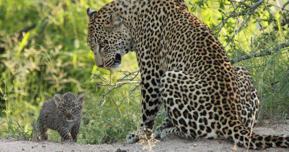 Londolozi Game Reserve Images 35