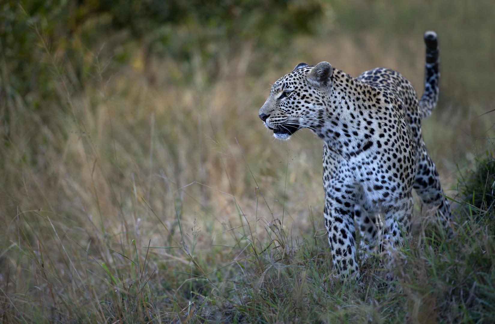 simbambili sabi sands safari lodges reservations 1