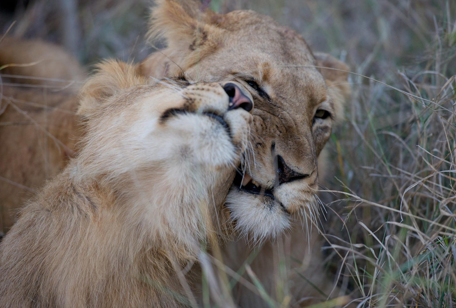 simbambili sabi sands safari lodges reservations 2