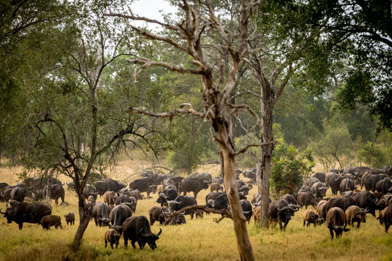 umkumbe bush lodge images 92