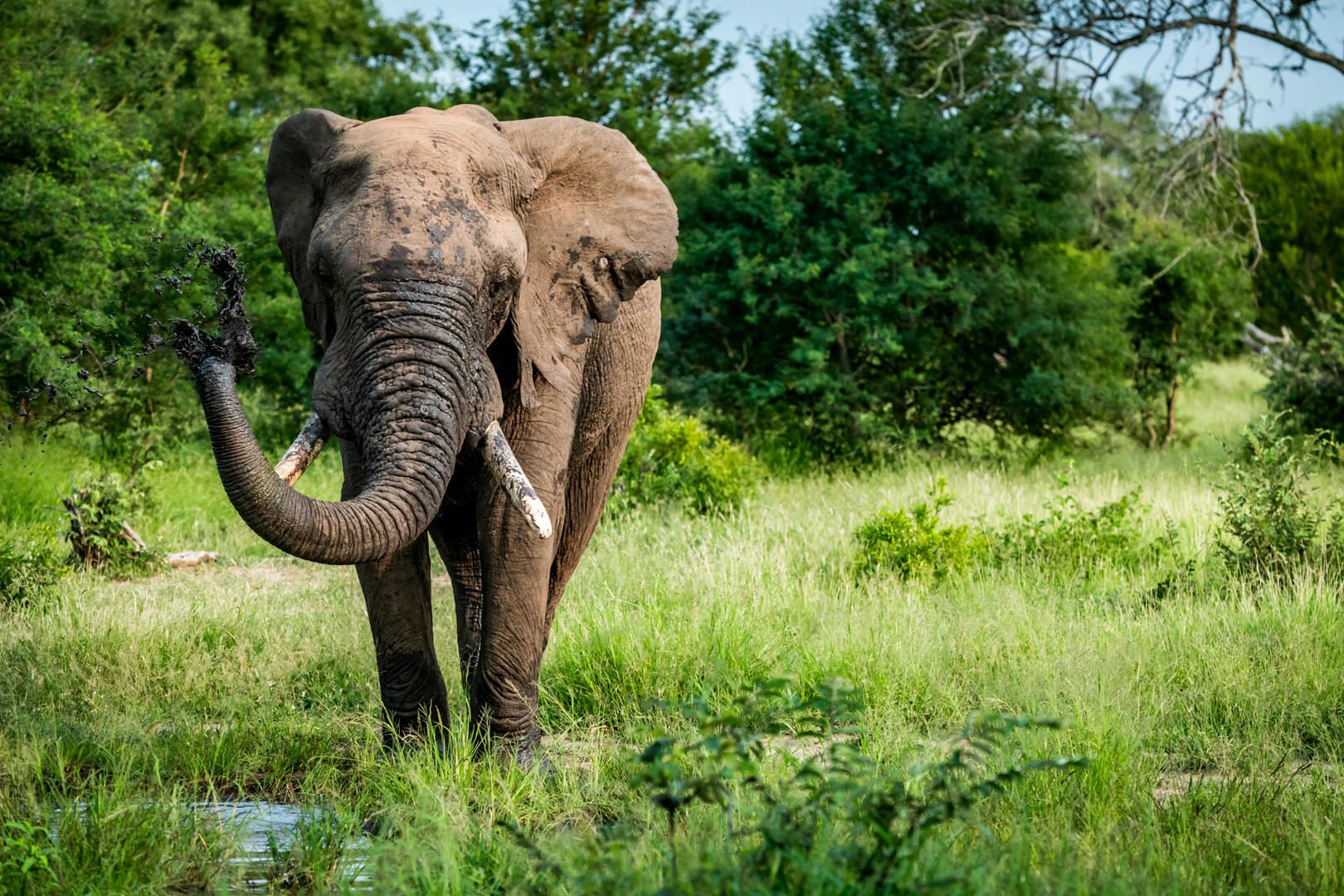 umkumbe bush lodge images 94