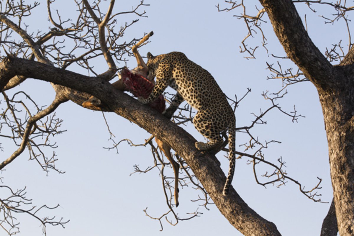 arathusa wildlife images safari 19