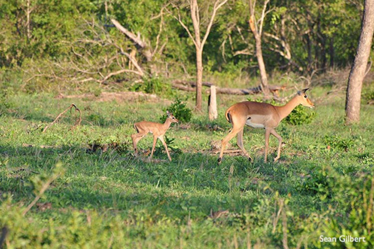 arathusa wildlife images safari 21