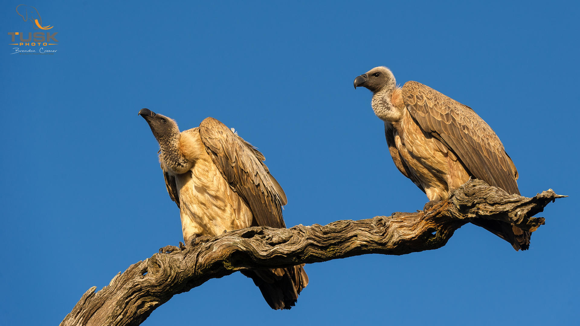 elephant plains game lodge sabi sand wildlife