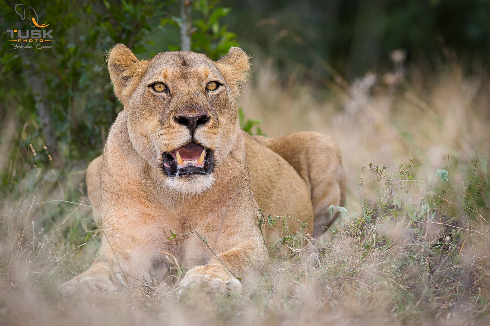 elephant plains game lodge sabi sand wildlife