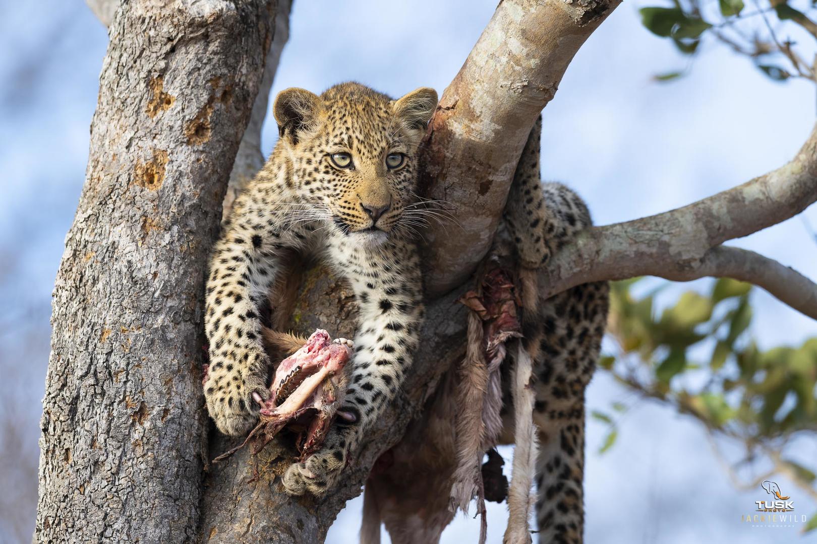 elephant plains game lodge sabi sand wildlife