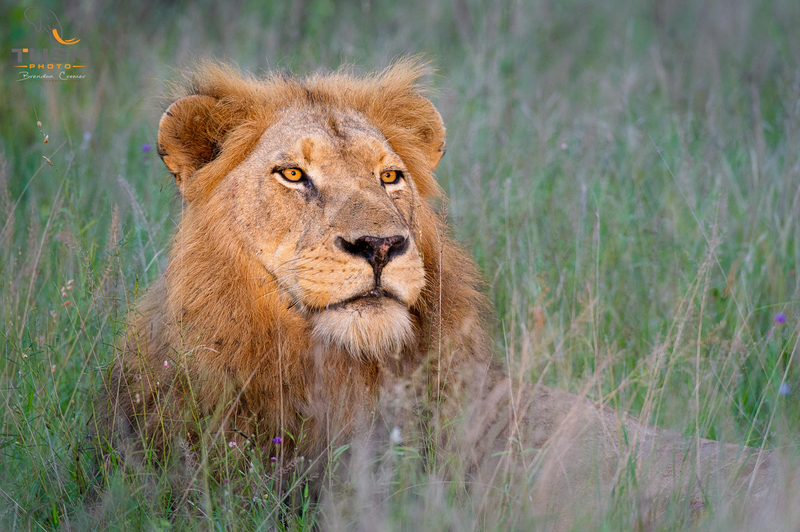 elephant plains game lodge sabi sand wildlife