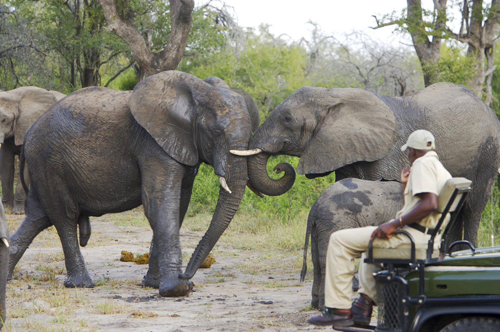 elephant plains game lodge sabi sand wildlife