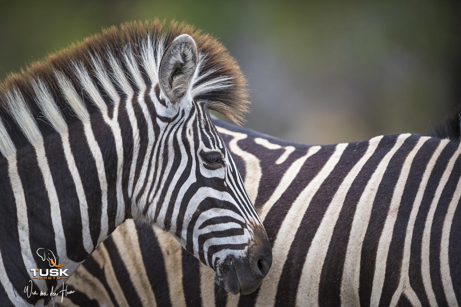 elephant plains game lodge sabi sand wildlife