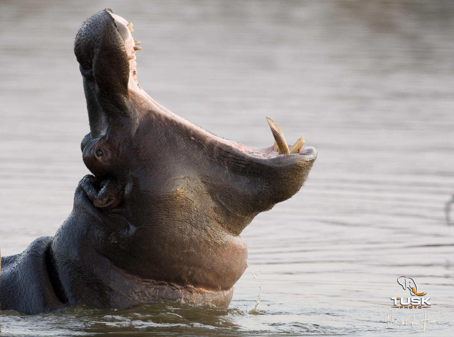 elephant plains game lodge sabi sand wildlife