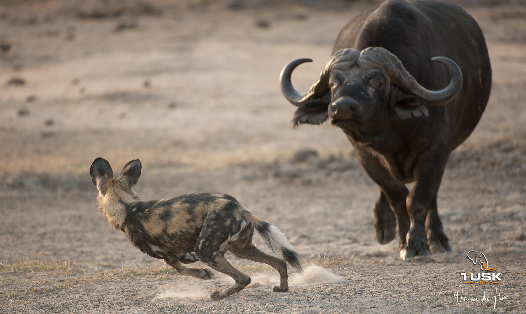 elephant plains game lodge sabi sand wildlife