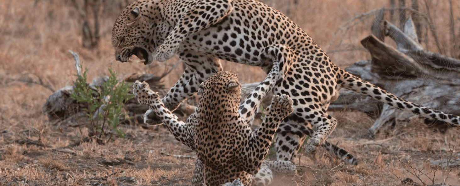 nottens bush camp wildlife sabi sands 1