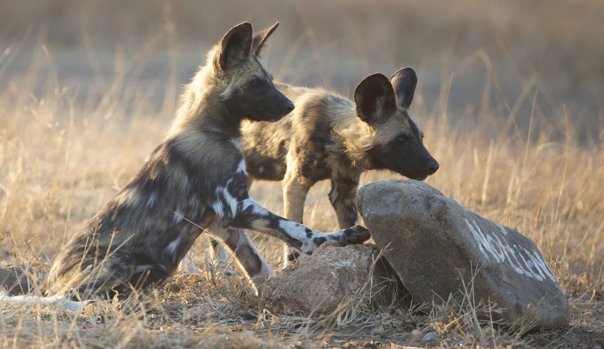 nottens bush camp wildlife sabi sands 2