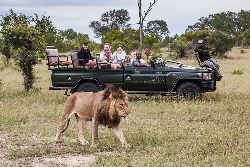 nottens bush camp wildlife sabi sands 3