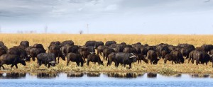 Chobe-Buffalos