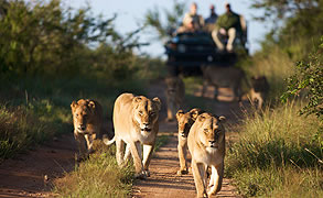 kapama southern camp, Kruger Park