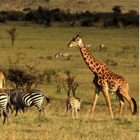 masai mara, Kenya