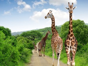 south-africa-budget-safari-tours-5