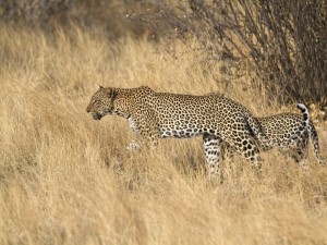 south-africa-budget-safari-tours-9